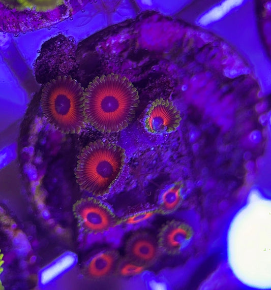 Aquacultured Zoanthids/Playthoa AZP031805 WYSIWYG