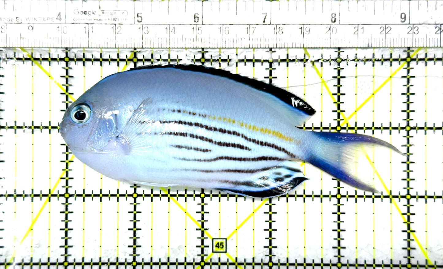 Watanabe Angelfish (Male) WAM111901 WYSIWYG Size: XL 5” Approx