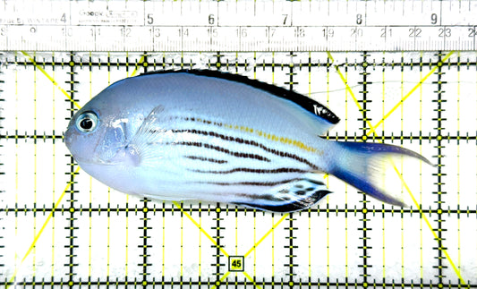 Watanabe Angelfish (Male) WAM111901 WYSIWYG Size: XL 5” Approx