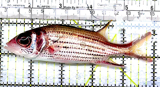 Striped Squirrelfish SS091101 WYSIWYG Size: L 5" approx
