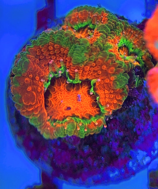 Aussie Acan Lordhowensis AAL031301 WYSIWYG