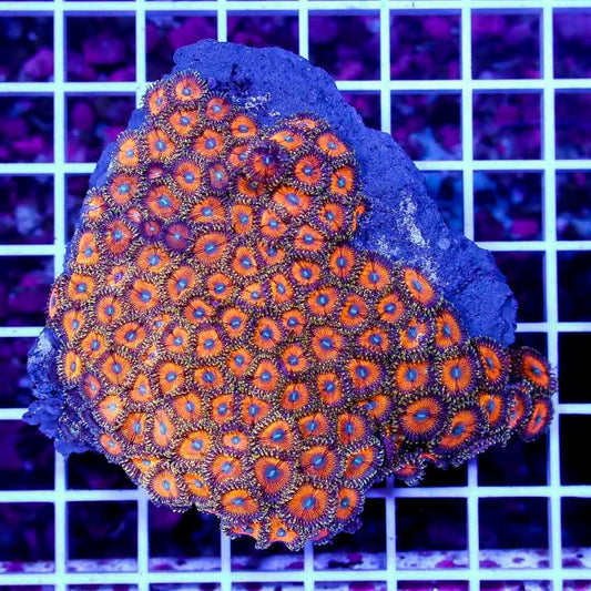 Ultra Aussie Big Sun Gold Palythoa Mother Colony UABSGPMC022601 WYSIWYG