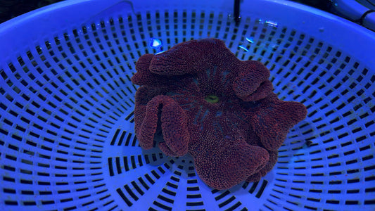Aussie Red/Purple Carpet Anemone Size: M 3" to 5" WYSIWYG