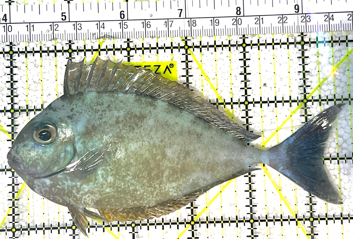 Black Tongue Blue Tail Unicorn Tang BTBTUT032103 WYSIWYG Size: L 5.75" approx