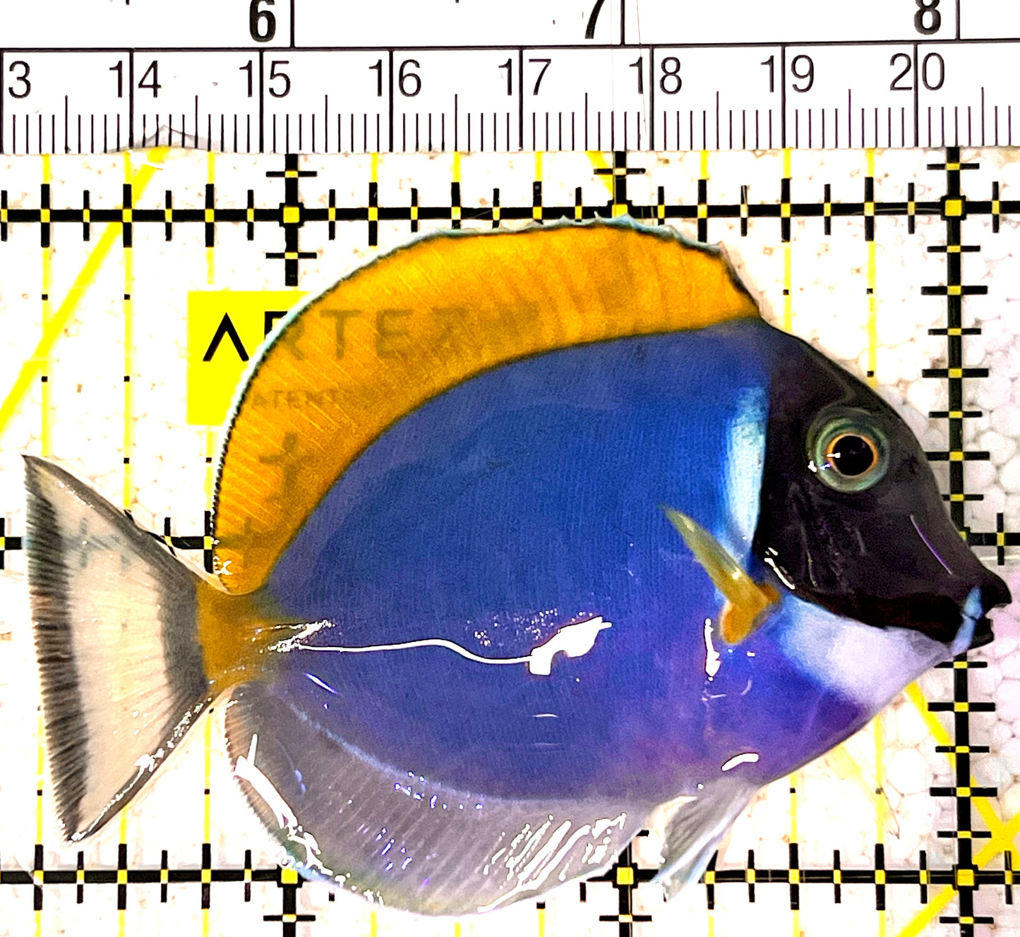 Powder Blue Tang (Maldives) PBT031703 WYSIWYG Size: S 2.75" approx