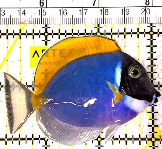 Powder Blue Tang (Maldives) PBT031703 WYSIWYG Size: S 2.75" approx