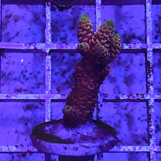 Assorted Aussie Ultra Hot Acropora Frag Stick (Small)