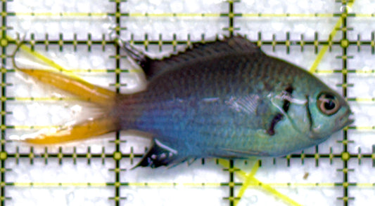 Yellowtail Double Bar Chromis YDBC040102 WYSIWYG Size: M 3" approx