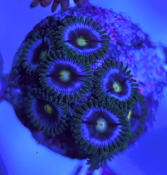 Aquacultured Zoanthids/Playthoa AZP031521 WYSIWYG