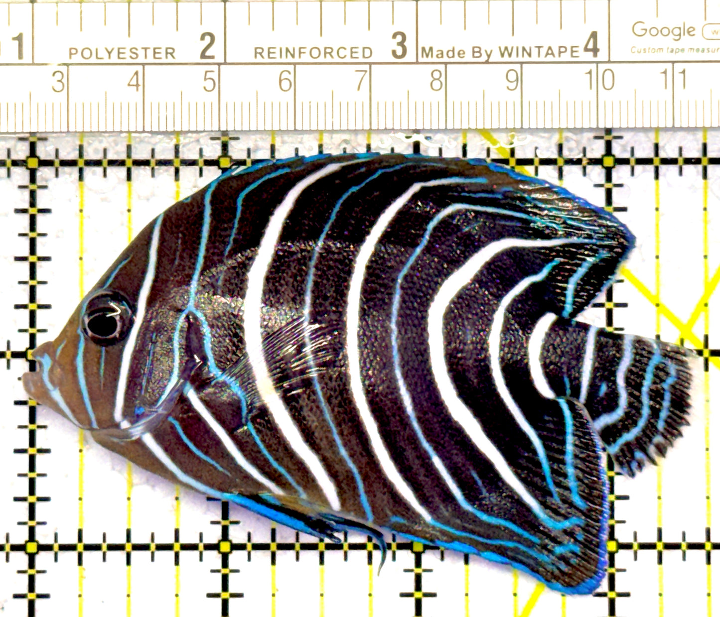 Koran Angelfish Juvenile KAJ122601 WYSIWYG Size: L 3.5" approx