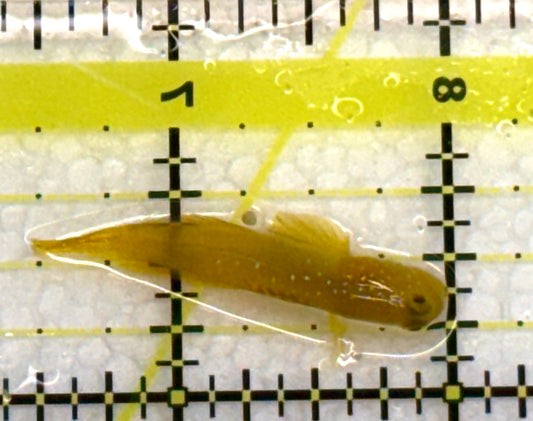 Yellow Watchman Goby YWG040102 WYSIWYG Size: S 1.75" approx
