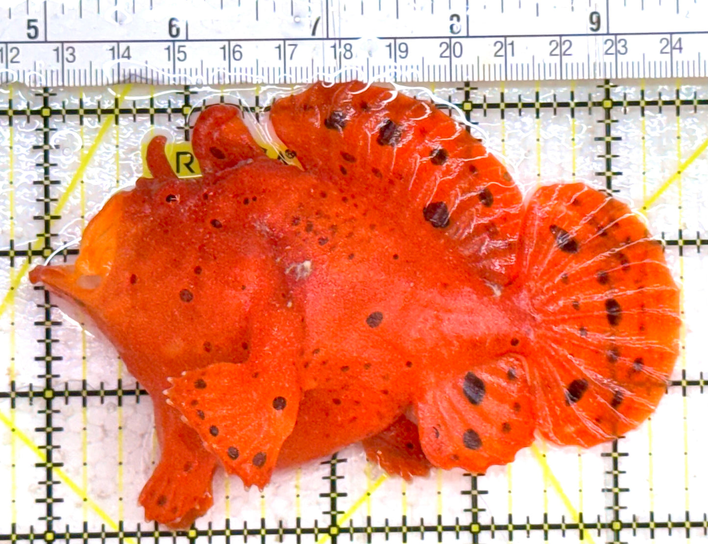 Red Warty Angler RWA032701 WYSIWYG Size: L 4.5" approx