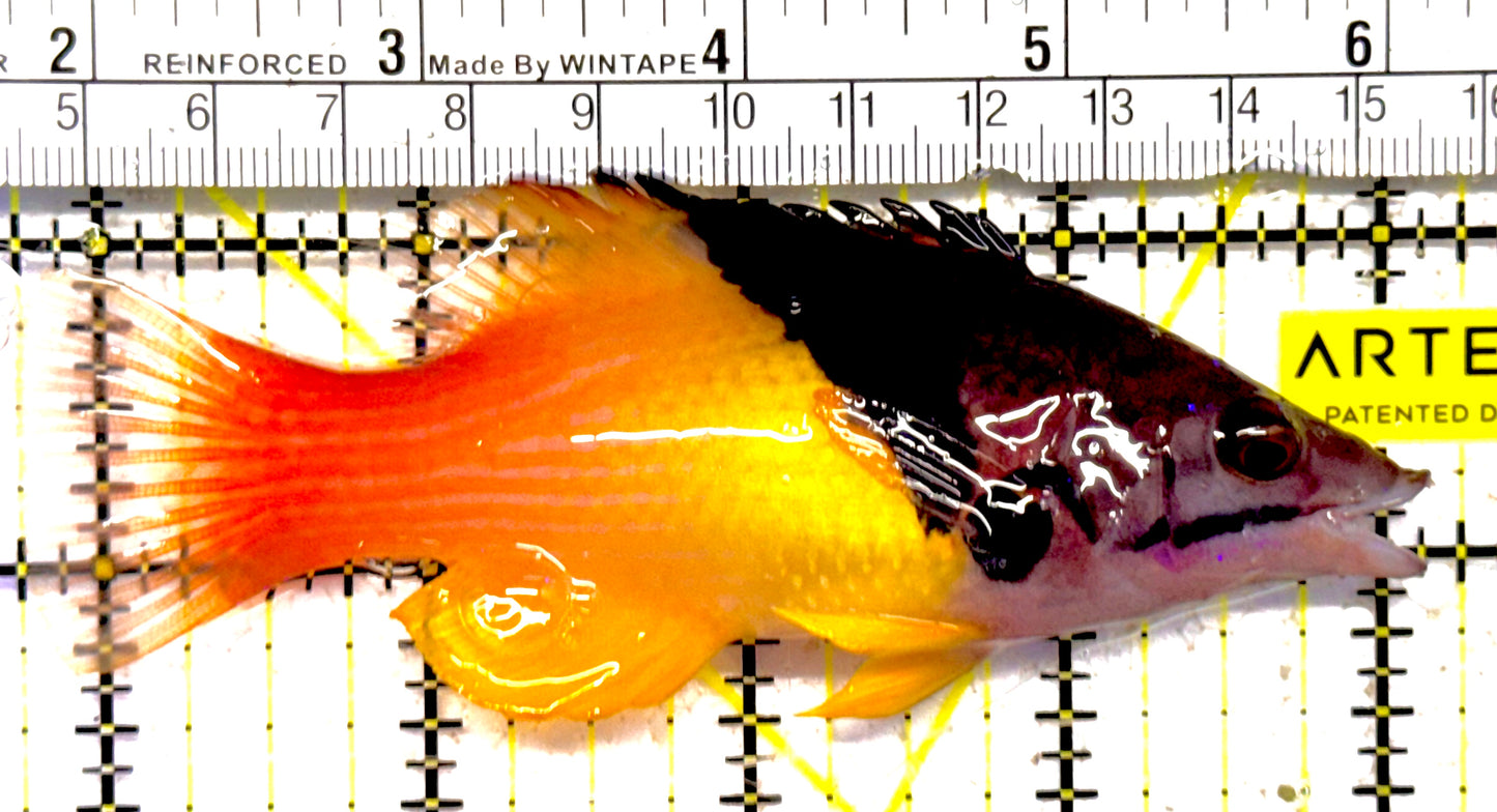 Eclipse Hogfish EH030101 WYSIWYG Size: L 4.5" approx