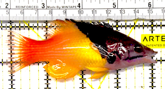 Eclipse Hogfish EH030101 WYSIWYG Size: L 4.5" approx