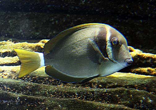 Whitebar Surgeonfish Size: M 2" to 3"