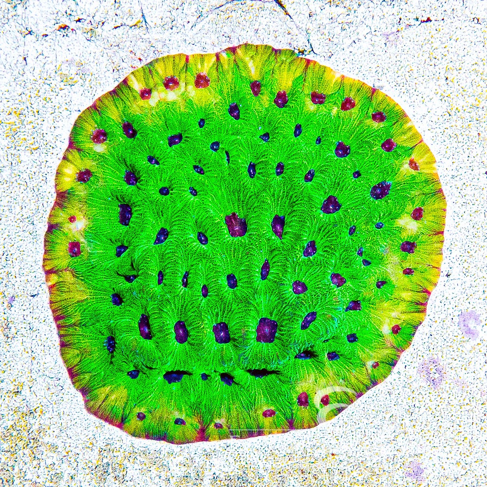 Purple Passion Favia Size: L 2" to 3" Approx Frag