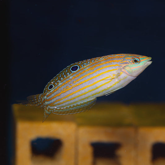 Adorned Wrasse Size: L 2" to 2.5"