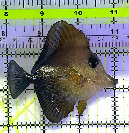 Scopas Tang ST033101 WYSIWYG Size: M 3" approx