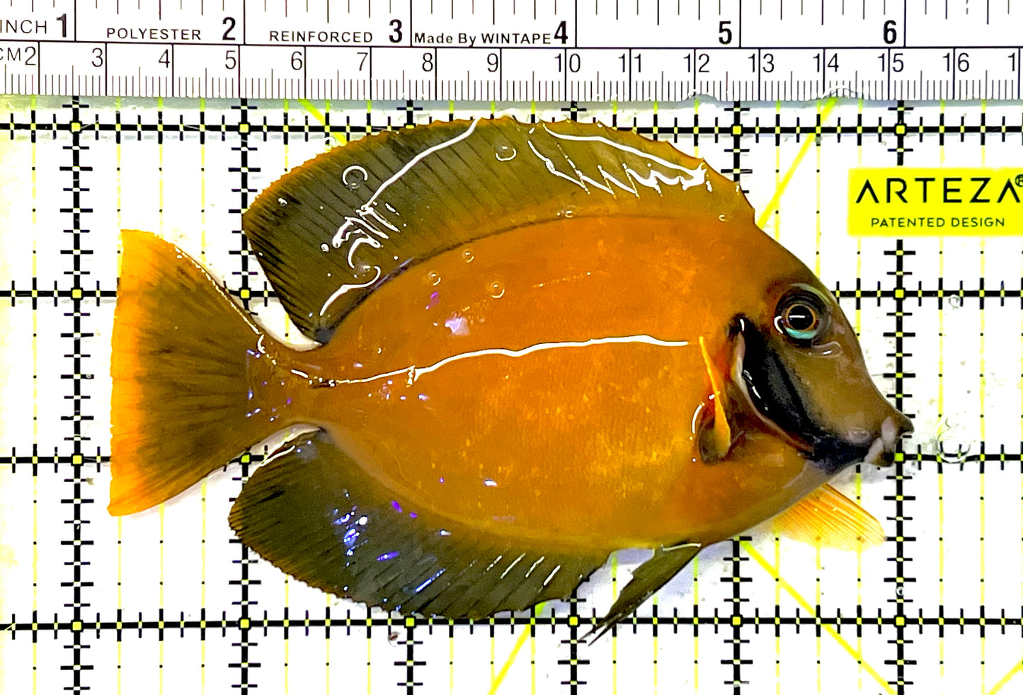 Yellow Mimic Tang (Chocolate Tang When it is Adult) YMT032001 WYSIWYG Size: L 4.75" approx