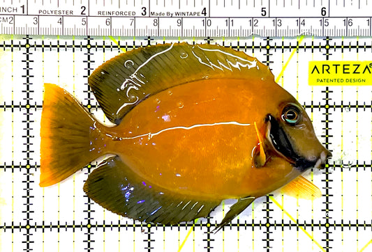 Yellow Mimic Tang (Chocolate Tang When it is Adult) YMT032001 WYSIWYG Size: L 4.75" approx