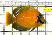 Chocolate Tang (Yellow Mimic when Juvenile) CT032701 WYSIWYG Size: ML 4.75" approx