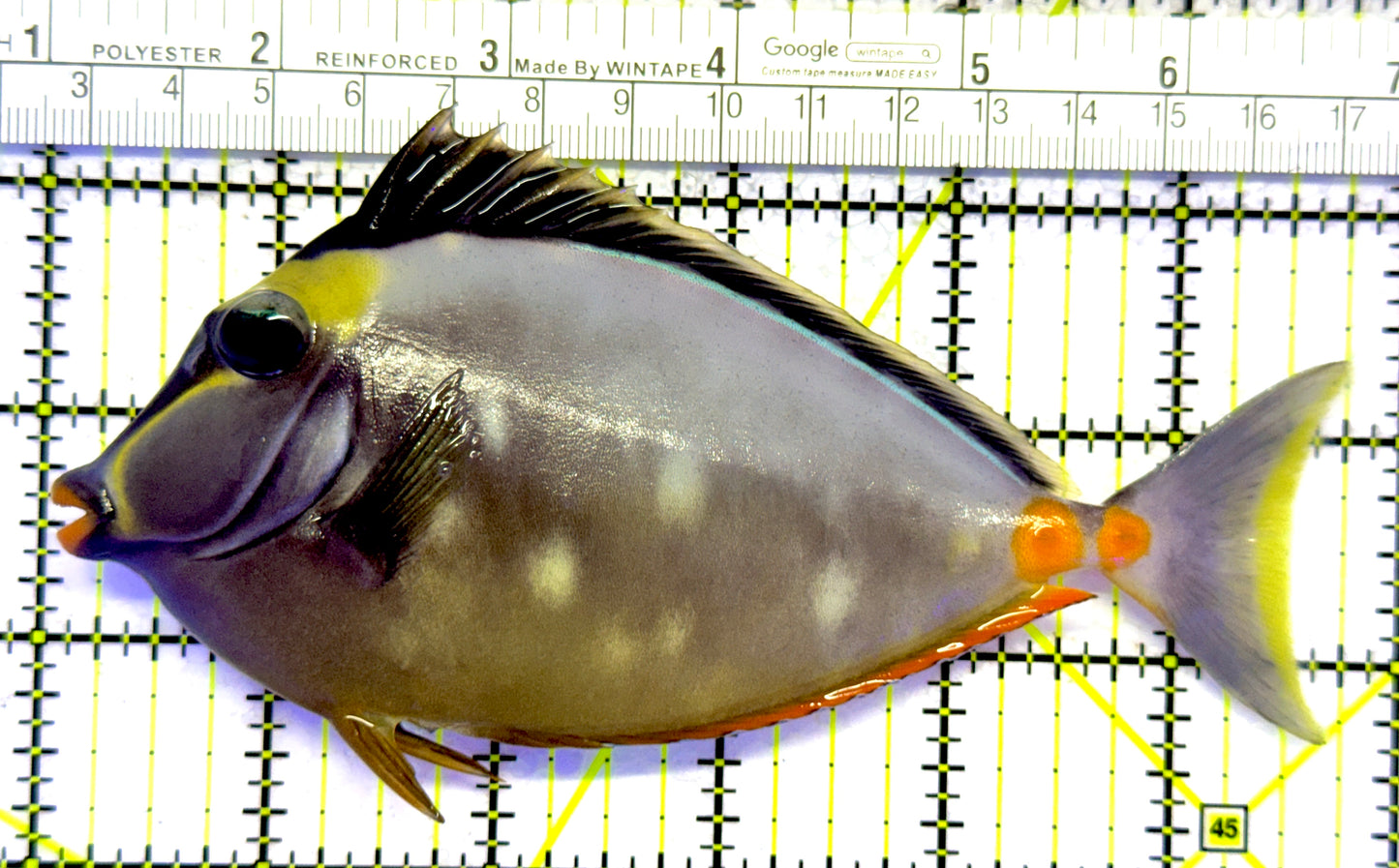 Naso Tang NT122601 WYSIWYG Size: L 5.75" approx