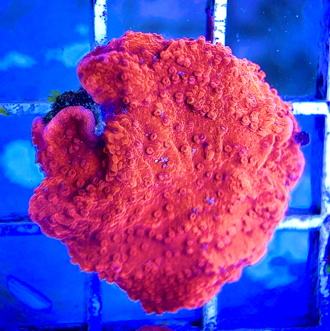Red and Green Grafted Montipora RGGM042205 WYSIWYG