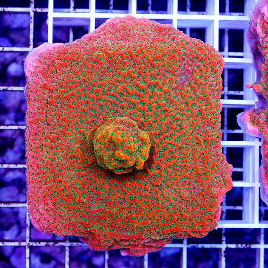 Indo Ultra Montipora Mother Colony IUMMC101301 WYSIWYG