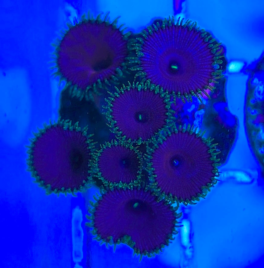 Aquacultured Zoanthids/Playthoa AZP031809 WYSIWYG