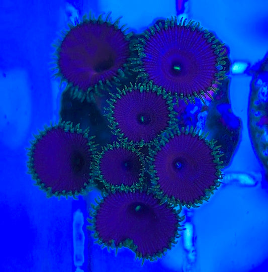 Aquacultured Zoanthids/Playthoa AZP031809 WYSIWYG