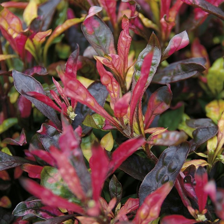 Alternanthera Bettzickiana Red