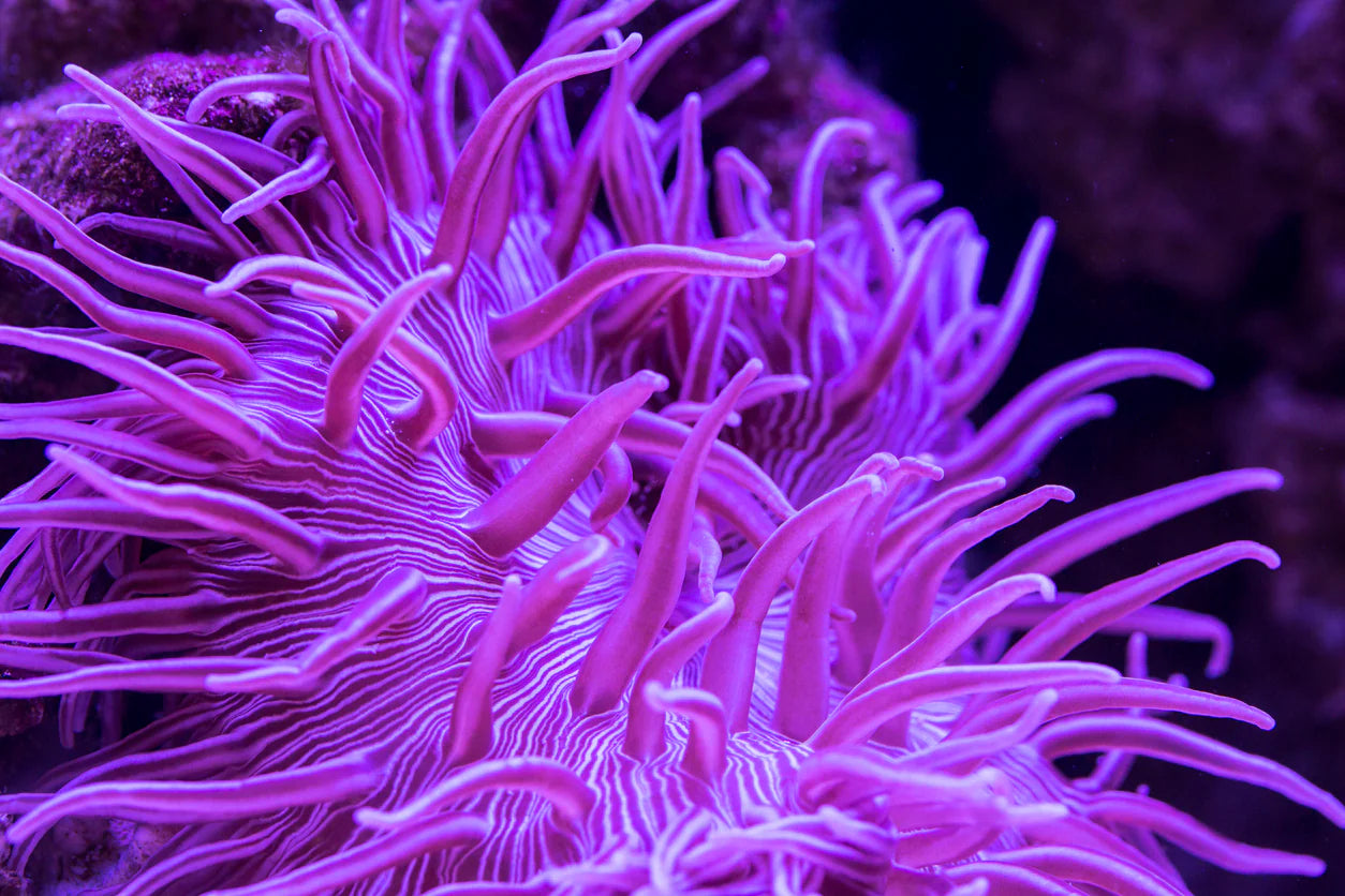 Purple Peppermint Long Tentacle Anemone Size: L 5" to 6" - Violet Aquarium 