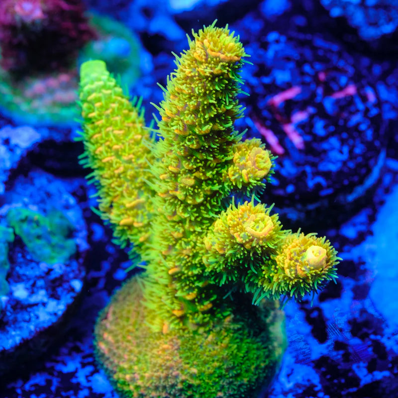 Assorted Aussie Ultra Hot Acropora Size: M 0.75" to 1" Diameter Approx - Violet Aquarium 