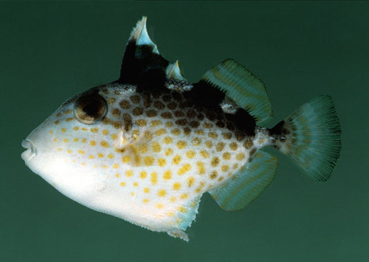 Starry Triggerfish Size: L 4" to 5"