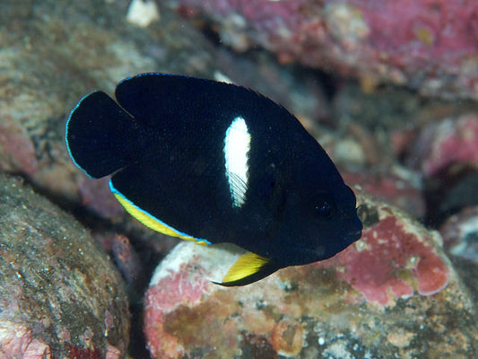 Keyhole Angelfish Size: Tiny 1.5" and Below