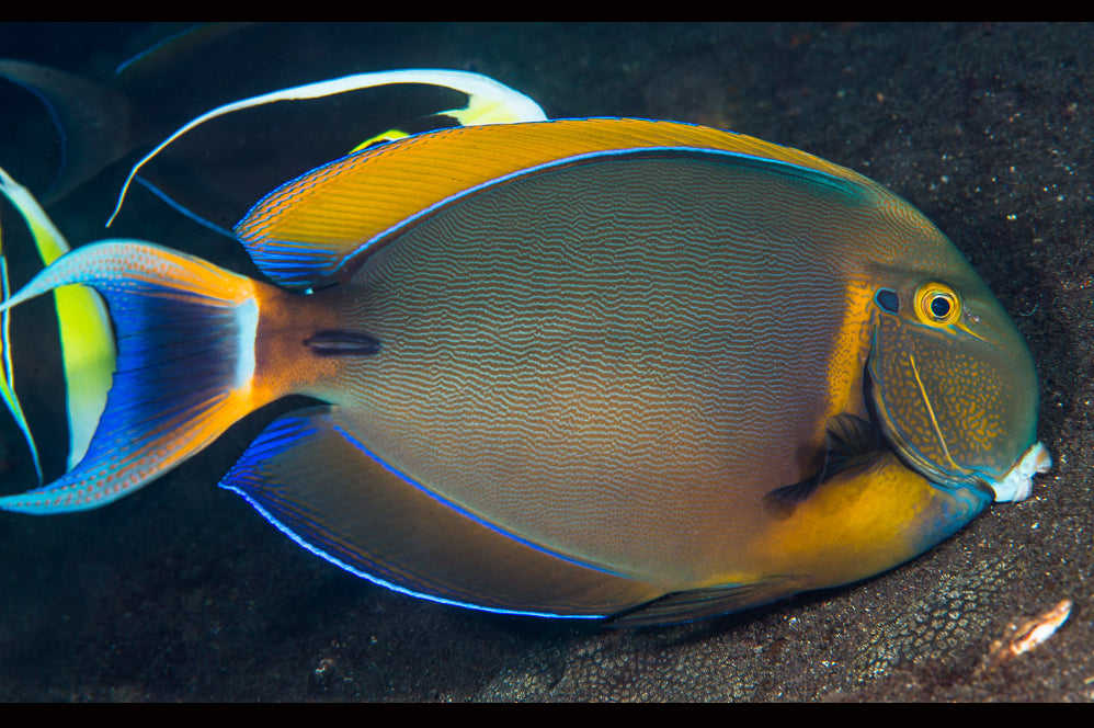 Bariene Tang Size: 3" to 5" - Violet Aquarium 