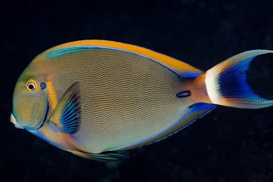 Bariene Tang Size: 3" to 5" - Violet Aquarium 