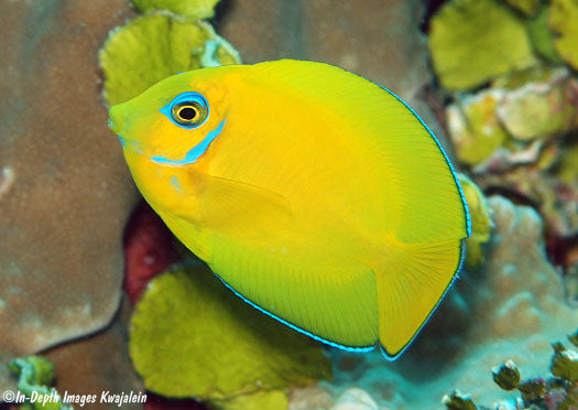 True Blue Eyes Lemonpeel Mimic Tang (Tonga Special Grade) Size: M 3" to 4"