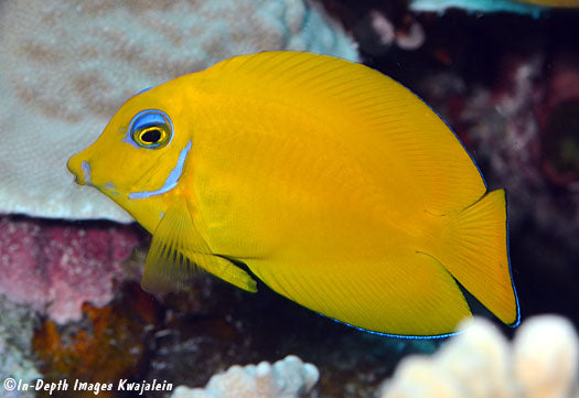 True Blue Eyes Lemonpeel Mimic Tang (Tonga Special Grade) Size: M 3" to 4"