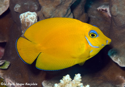 True Blue Eyes Lemonpeel Mimic Tang (Tonga Special Grade) Size: M 3" to 4"