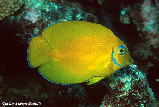 True Blue Eyes Lemonpeel Mimic Tang (Tonga Special Grade) Size: M 3" to 4"