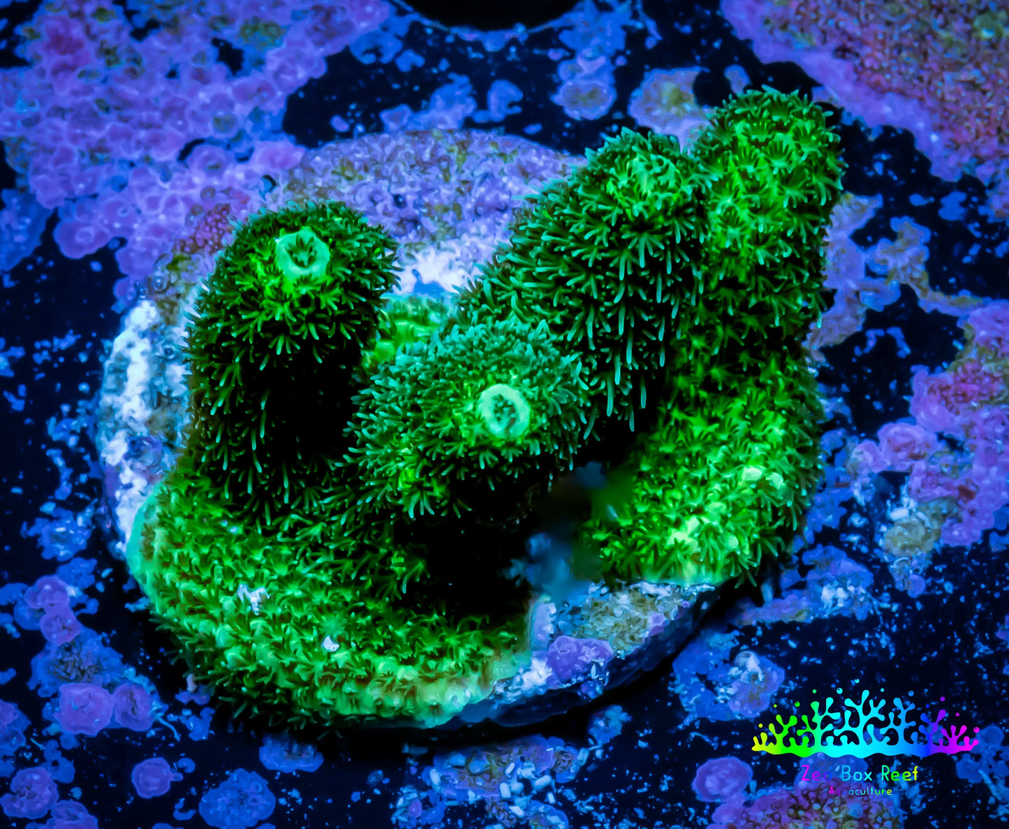 Assorted Aussie Ultra Hot Acropora Size: M 0.75" to 1" Diameter Approx - Violet Aquarium 