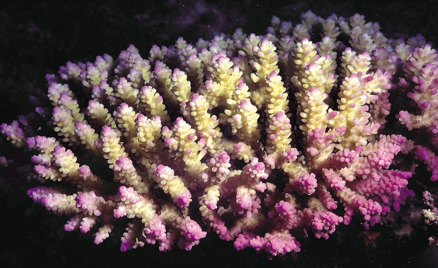 Aussie Ultra Hot Acropora Cerealis Mother Colony