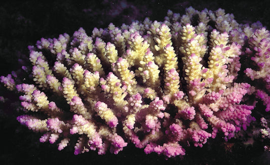 Aussie Ultra Hot Acropora Cerealis Mother Colony