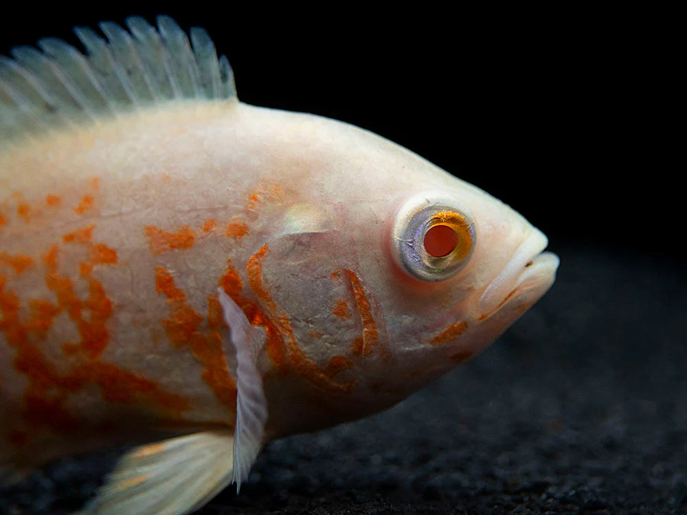 Oscar Albino Tiger Size: M 3.75" to 4"