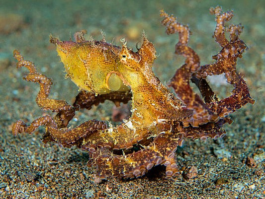 Prickly/Algae Octopus Size: M 3" to  6" When Tentacles are Spread