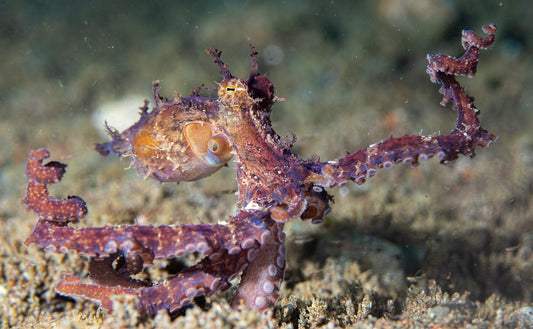 Prickly/Algae Octopus Size: M 3" to  6" When Tentacles are Spread - Violet Aquarium 