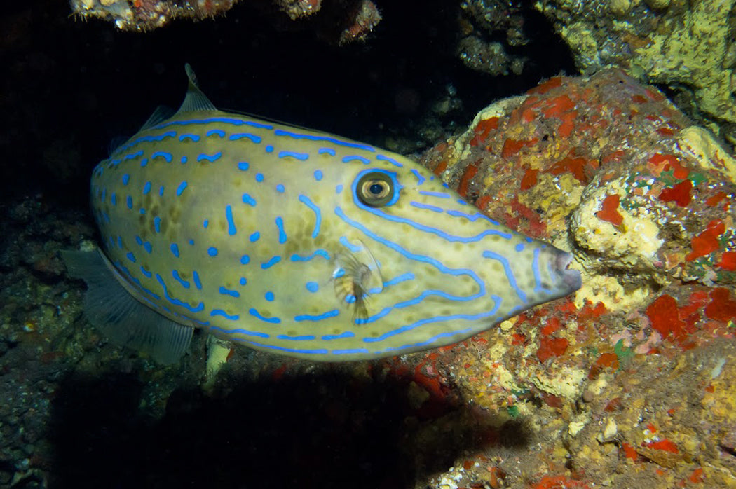 Scrawled Leatherjacket Size: L 3" to 4"