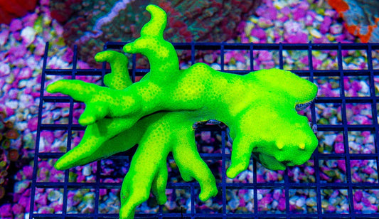 Fiji Lime to Lemon Porites Size: M 0.75" to 1.5" Frag
