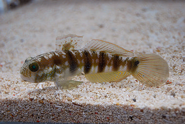 Sphynx Goby